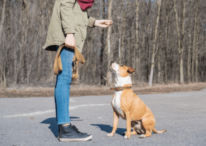 Animal Behaviour and Psychology