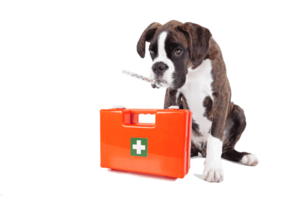 Dog First Aid