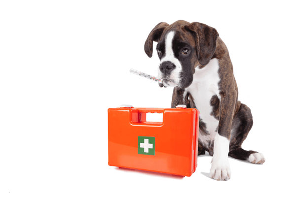 Dog First Aid